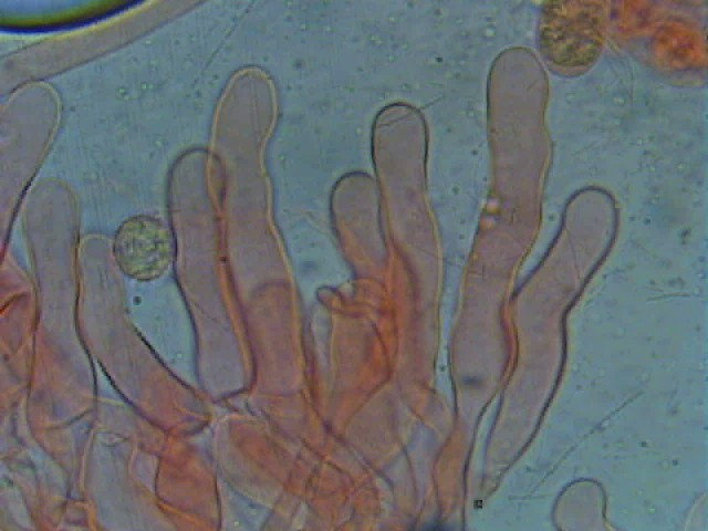 Due Laccarie (Laccaria affinis e L. macrocystidiata)